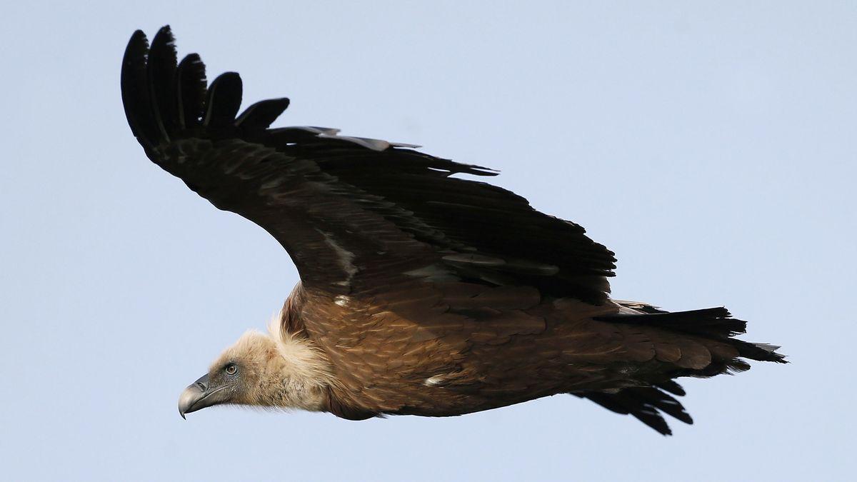 Un buitre volando