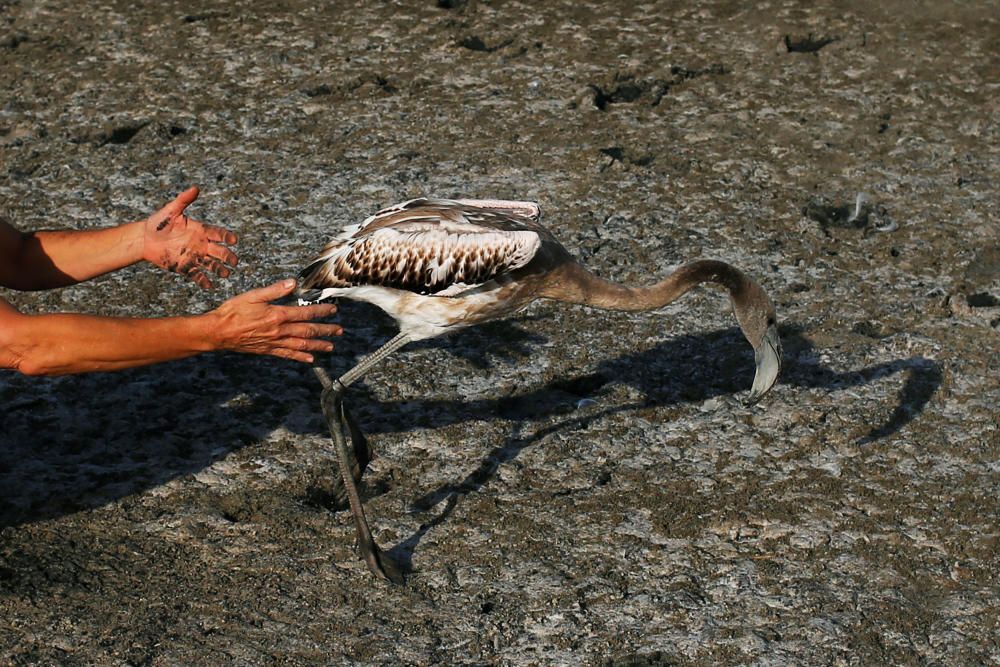 A volunteer releases a flamingo chick after it ...