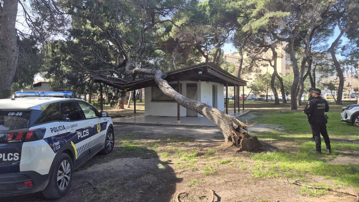 La Policía Local ha actuado en el Pinar del Grau por un árbol caído.