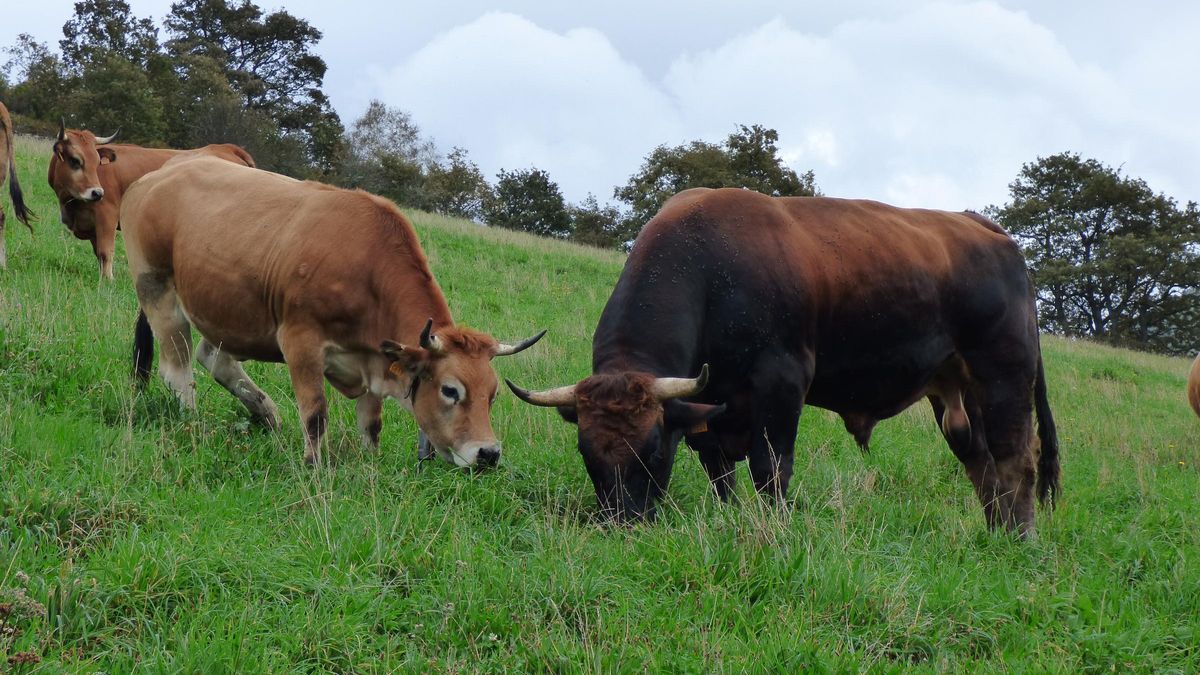 Vacas y un toro pastando.