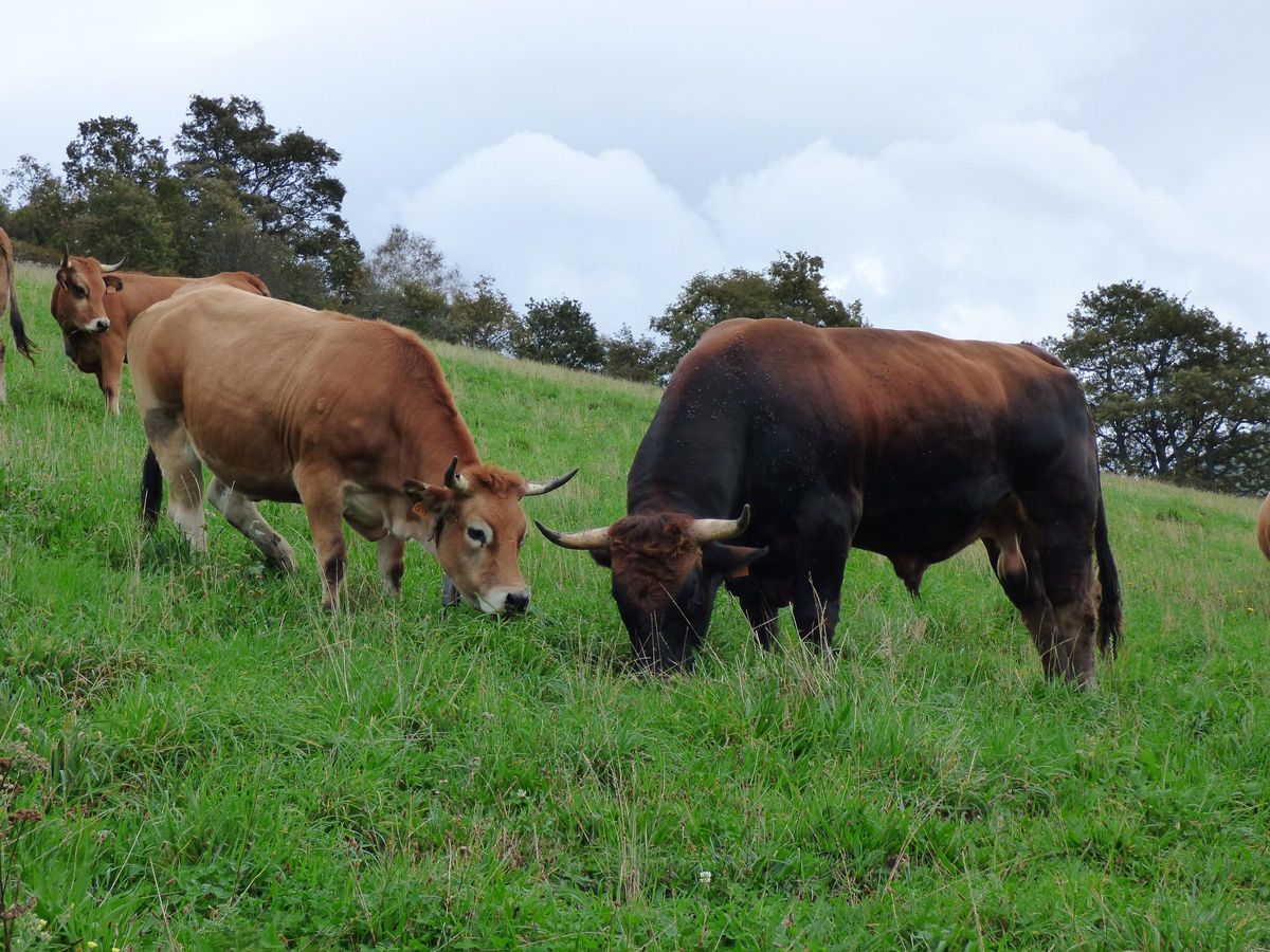 &quot;Lucero&quot; pasta en el prado con las vacas.