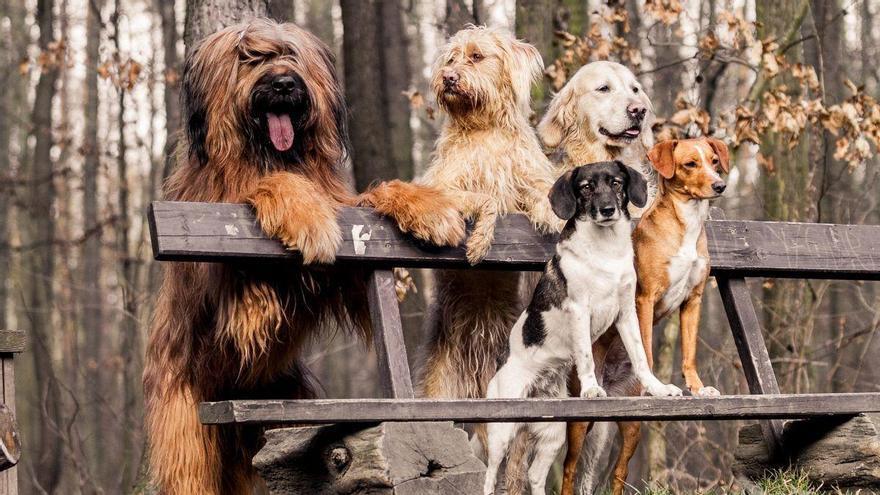 Los veterinarios coinciden: los perros que se alegran al ver a sus dueños volver a casa no es un síntoma de felicidad