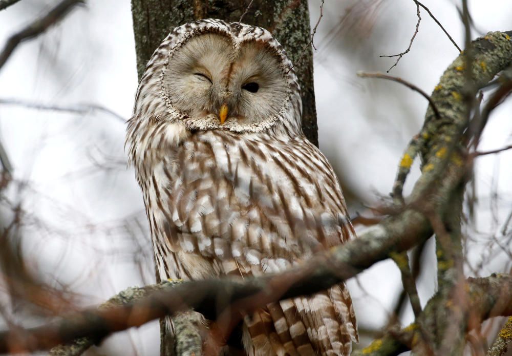 Ural owl (strix uralensis) rests on a tree ...