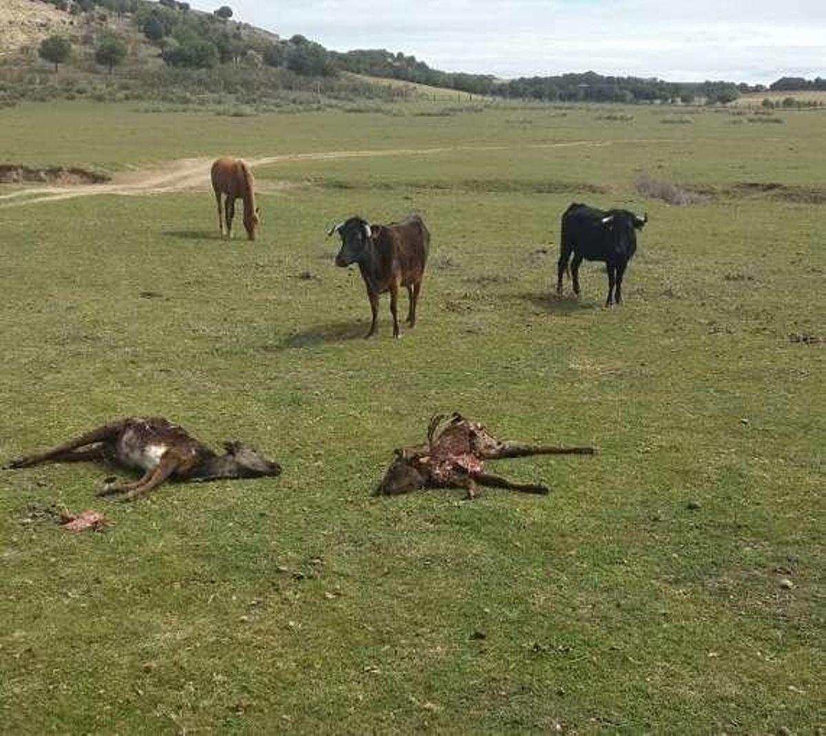 Los burros "agresivos" rebajan los ataques de lobos y zorros al ganado