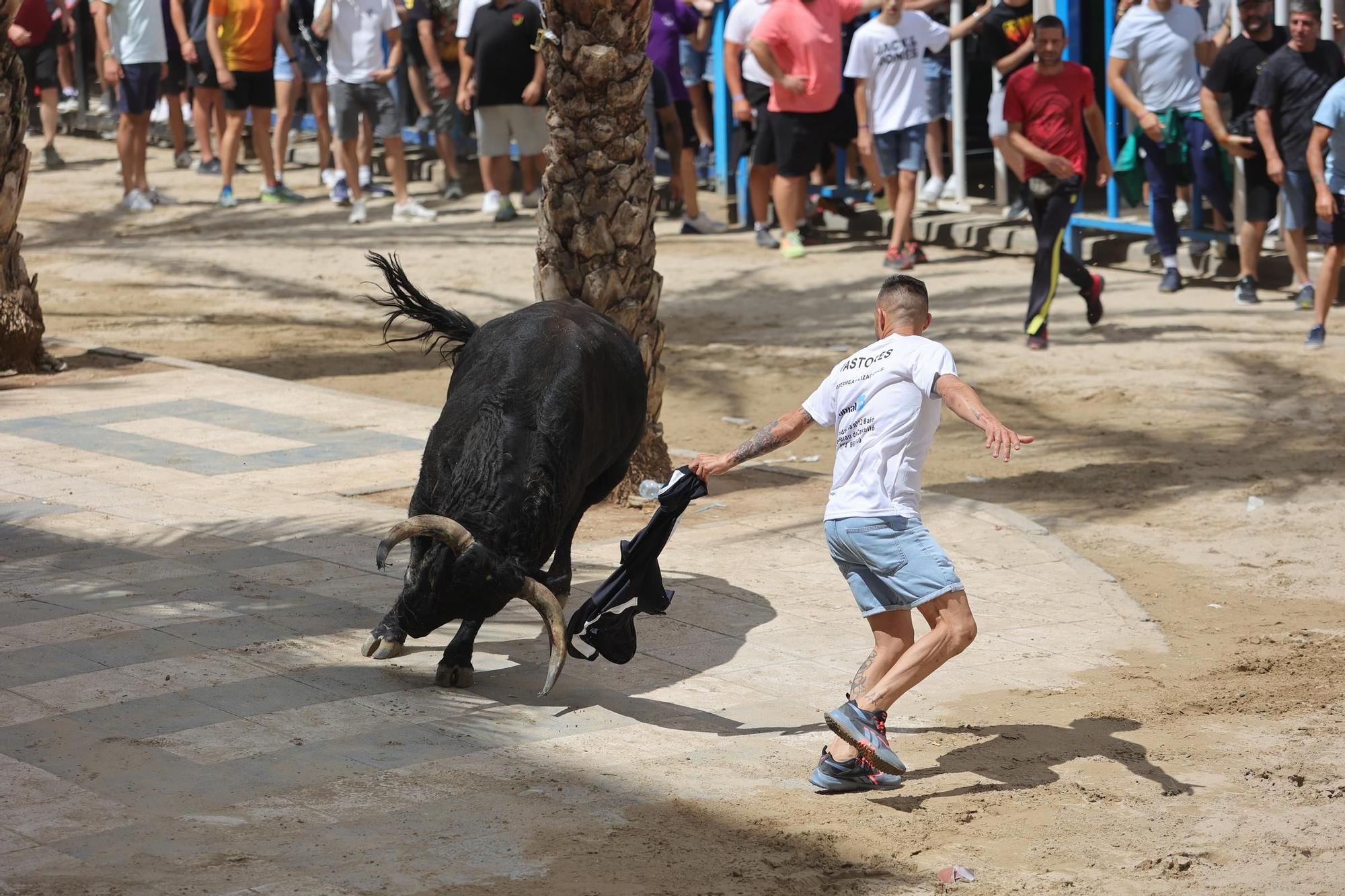 Encierro de cerriles en las fiestas de Sant Pere del Grau