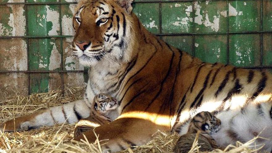 La tigresa de Bengala que ha parido hoy dos crías en el Circo Americano que permanecerá en Toledo hasta el próximo domingo, cuída de sus cachorros en una de las jaulas del circo.