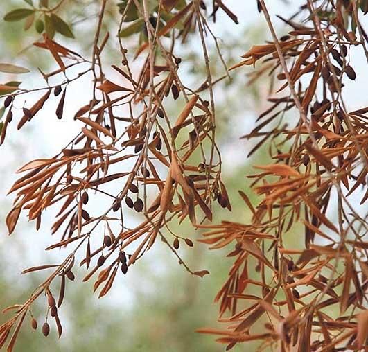 La 'xylella fastidiosa' se expande en Mallorca