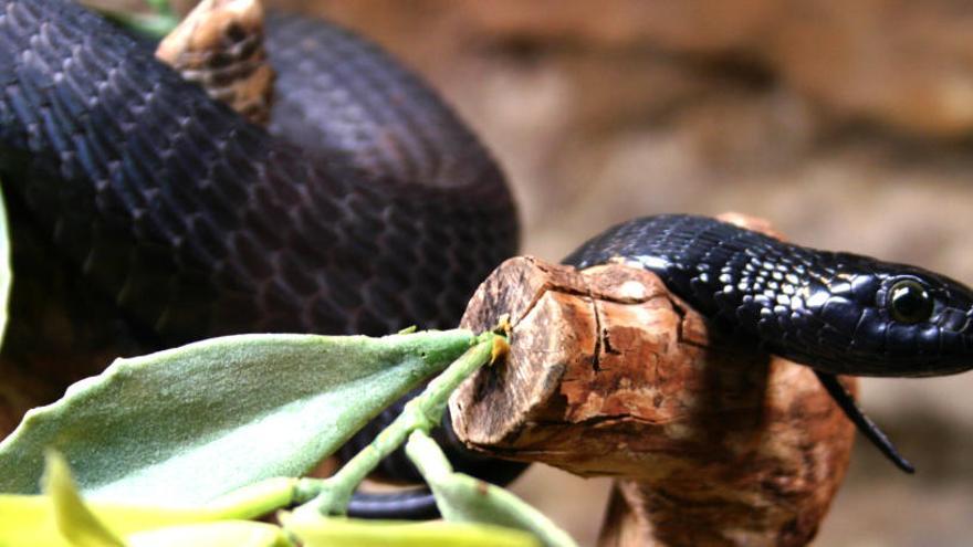 Descubren un nuevo antídoto para combatir el veneno de la mamba negra -  Levante-EMV