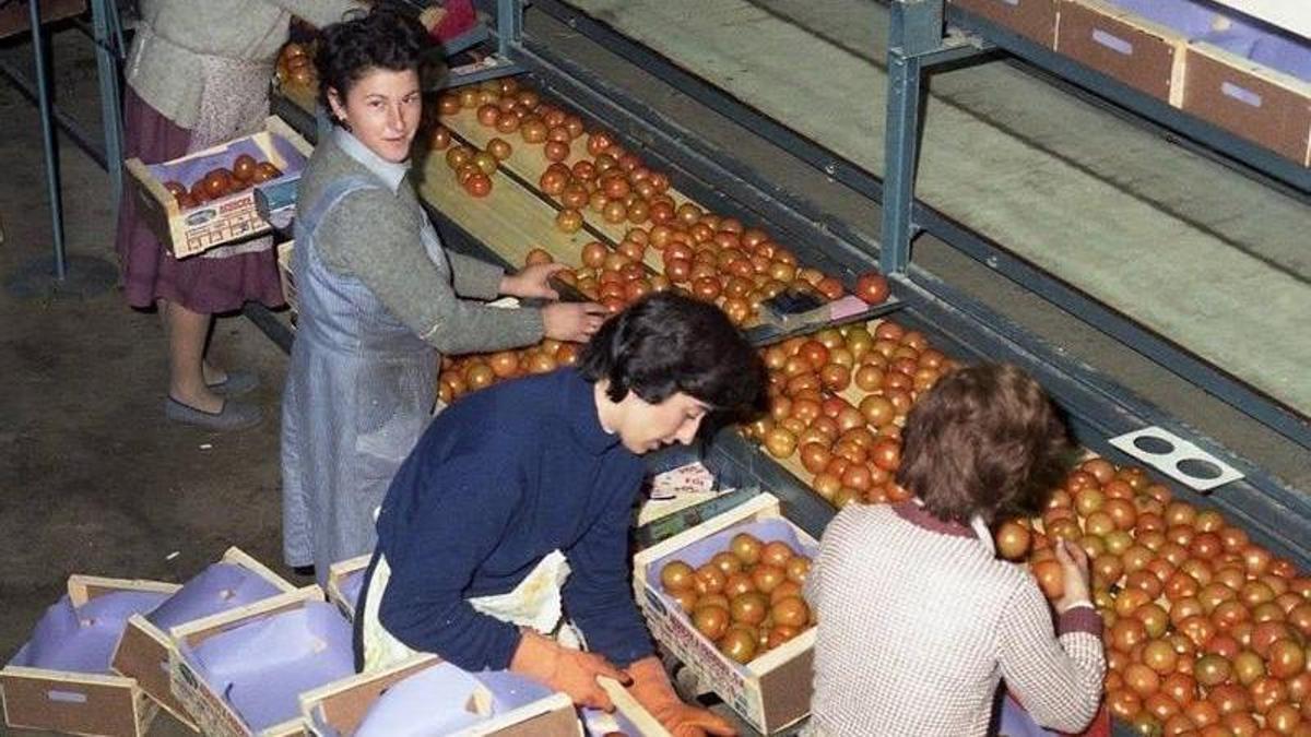 Trabajadoras en la fábrica de Pascual Hermanos en Águilas seleccionando tomates, en una foto de hace décadas.