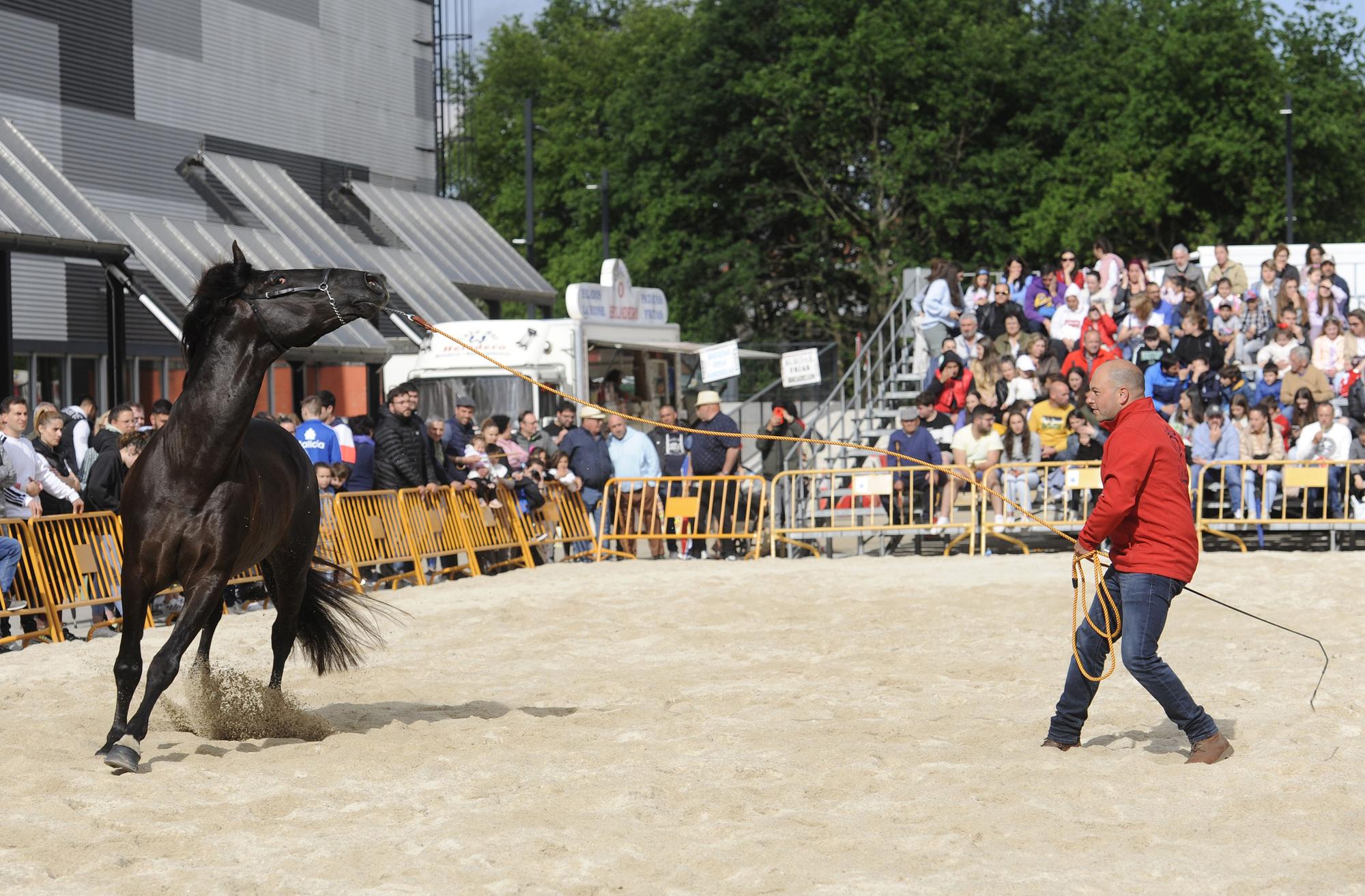 Danza sobre la arena: el espectáculo equino de Santi Serra hipnotiza Lalín