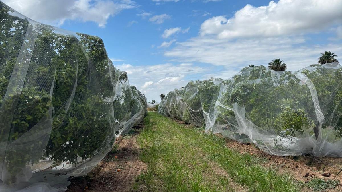 Naranjos protegidos con la malla "antipinyolà" en la finca experimental de AVA en Polinyà.
