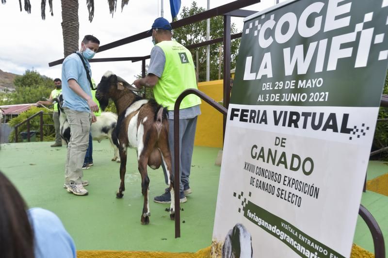 Feria y concurso de Ganado de Gran Canaria