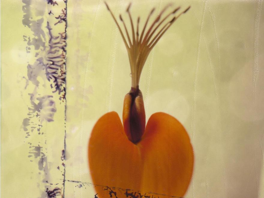 Fotografía perteneciente a la exposición &#039;Botánica&#039; de Pablo San Juan.