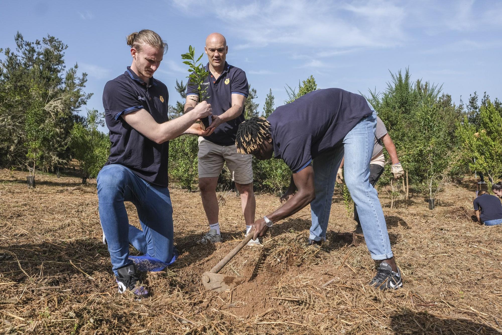 Reforestación Compromiso Granca