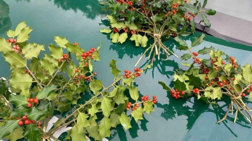 Branques de grèvol intervingudes pels agents rurals de la Generalitat.