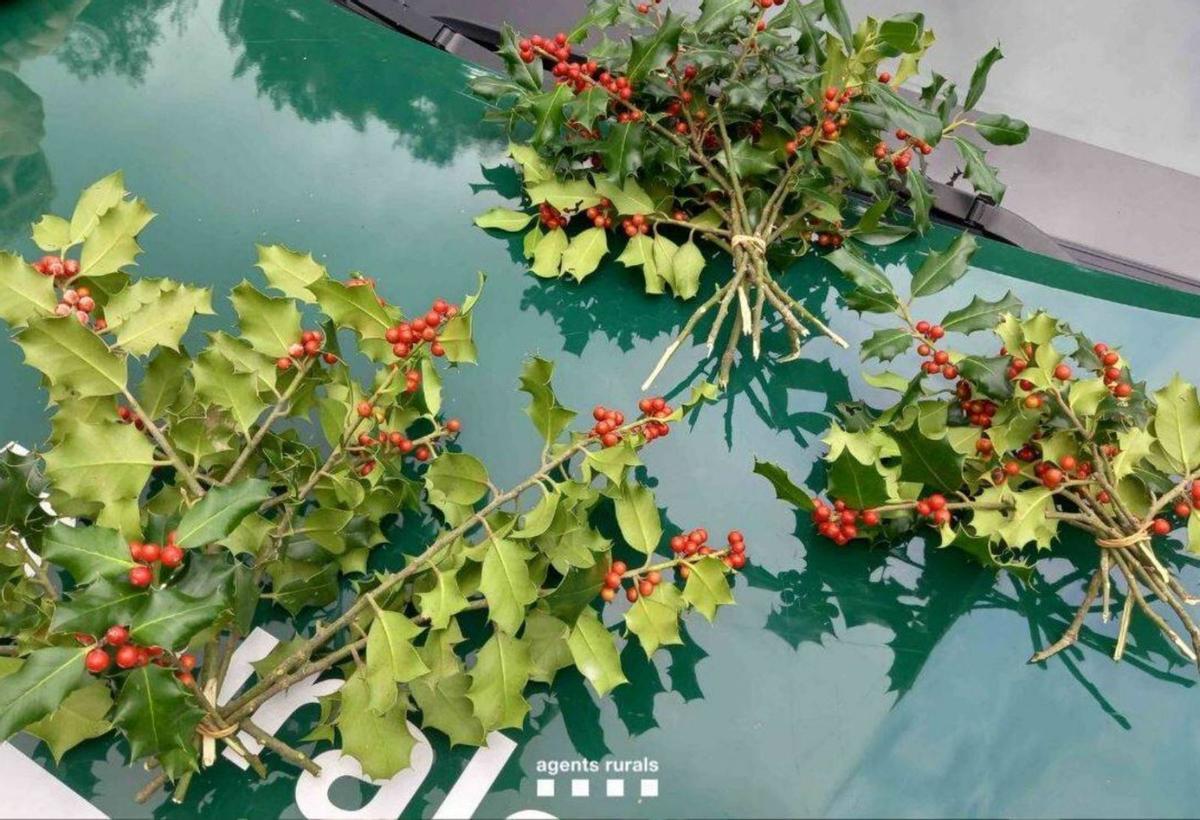 Catalunya intensifica els controls contra l’espoli de molsa i grèvol