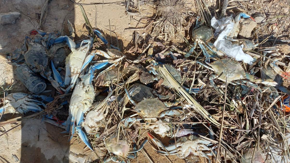 Ejemplares de cangrejos azules muertos en el puerto de Silla en l'Albufera