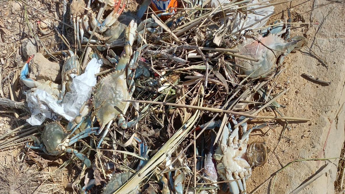 Ejemplares de cangrejos azules muertos en el puerto de Silla en l'Albufera