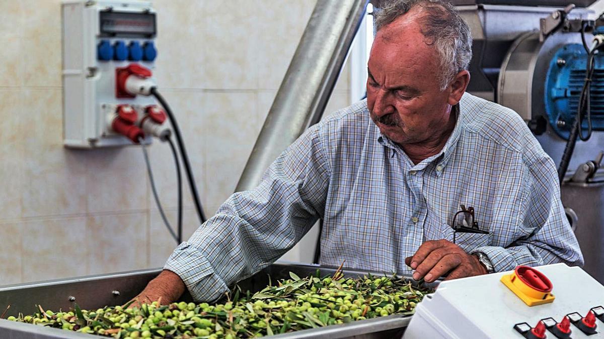 Manuel Marrero trabaja las aceitunas que se convertirán en delicado aceite 