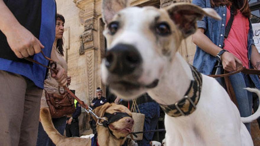 Se podrá llamar a la Policía Local si los perros ladran mucho y alto