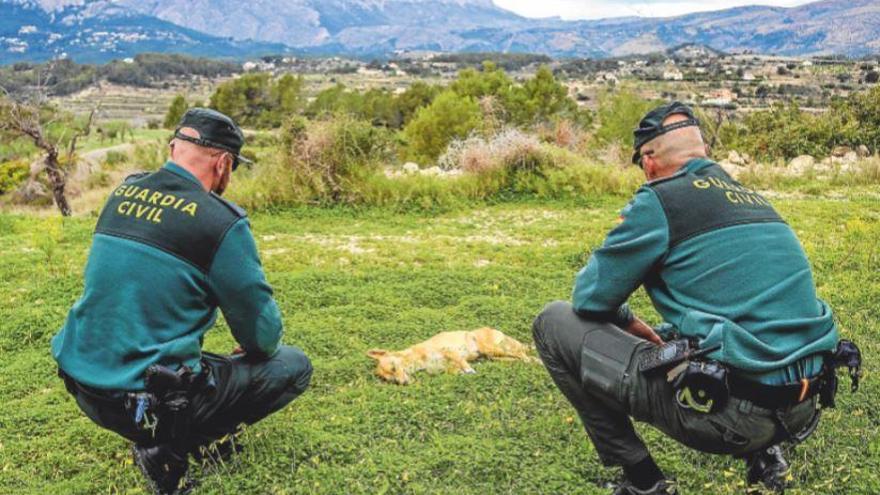 Dos agentes de la Guardia Civil de Benissa custodian el cadáver de uno de los canes envenenados.