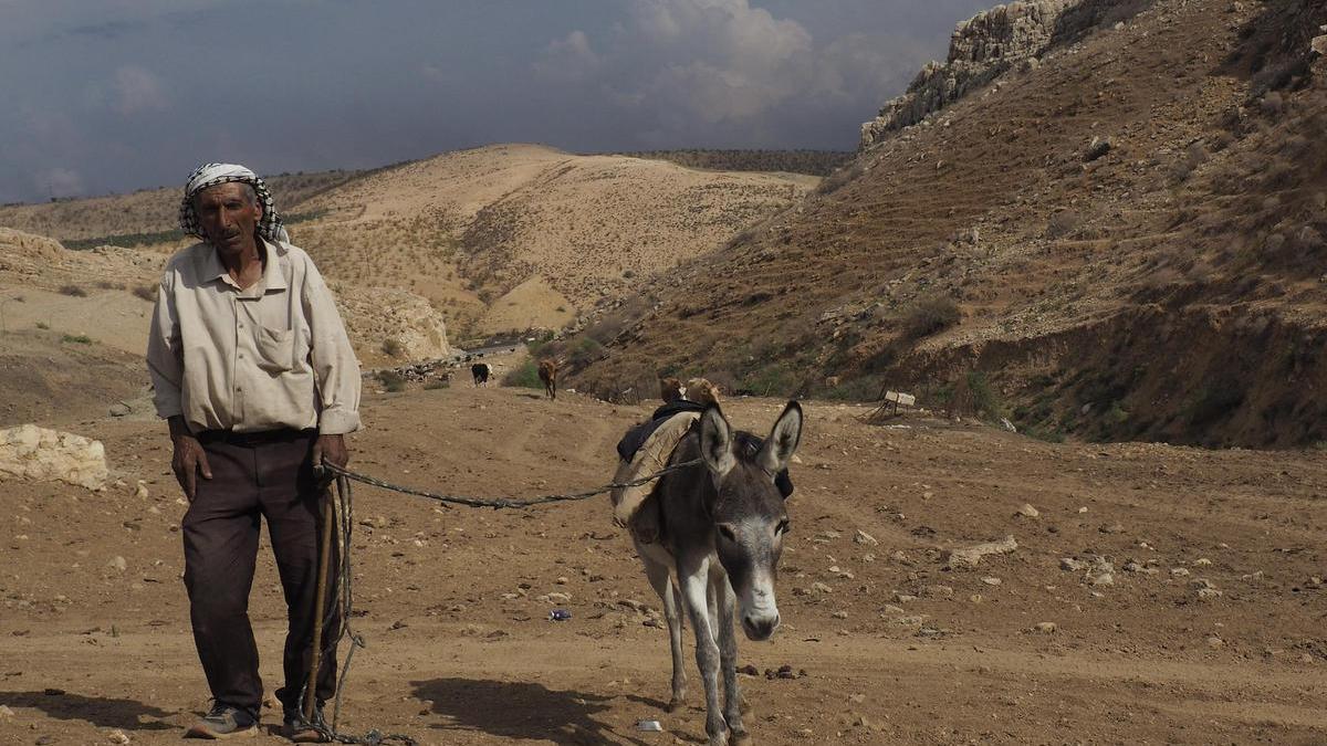 Un pastor beduino del valle del Jordán camina con su burro por delante de sus vacas.