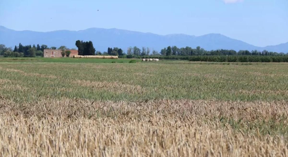 Camps agrícoles en una imatge d'arxiu.
