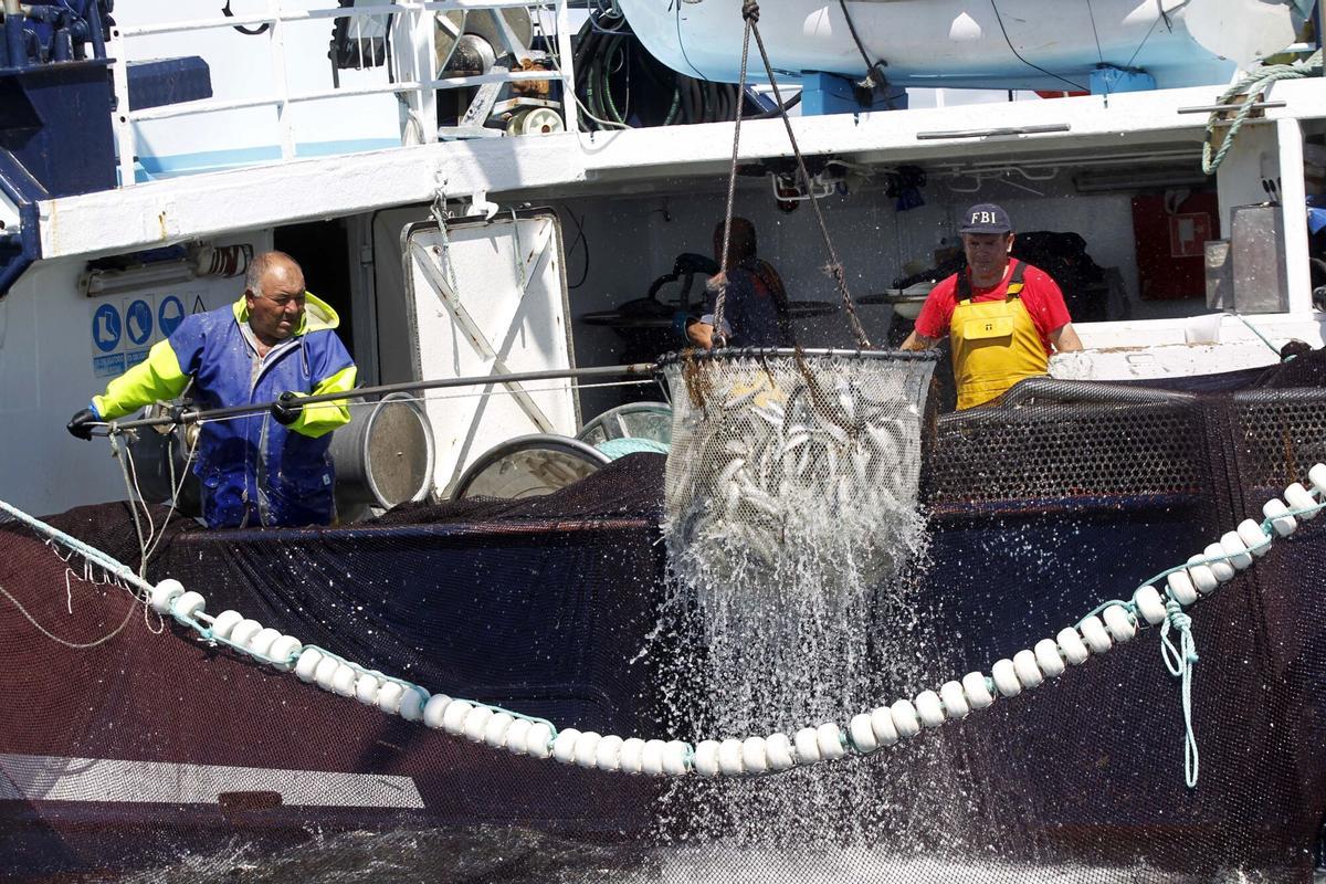 Un barco del cerco extrae sardina de la ría de Arousa.