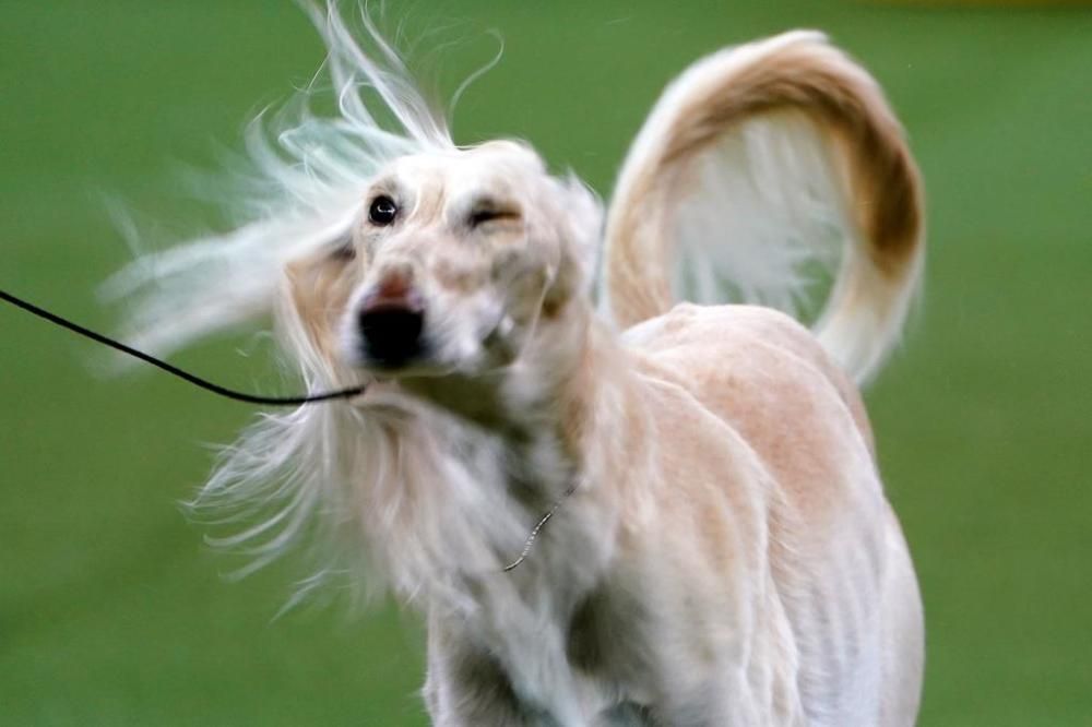 El Westminster Kennel Club, un dels shows de gossos de raça més importants del món