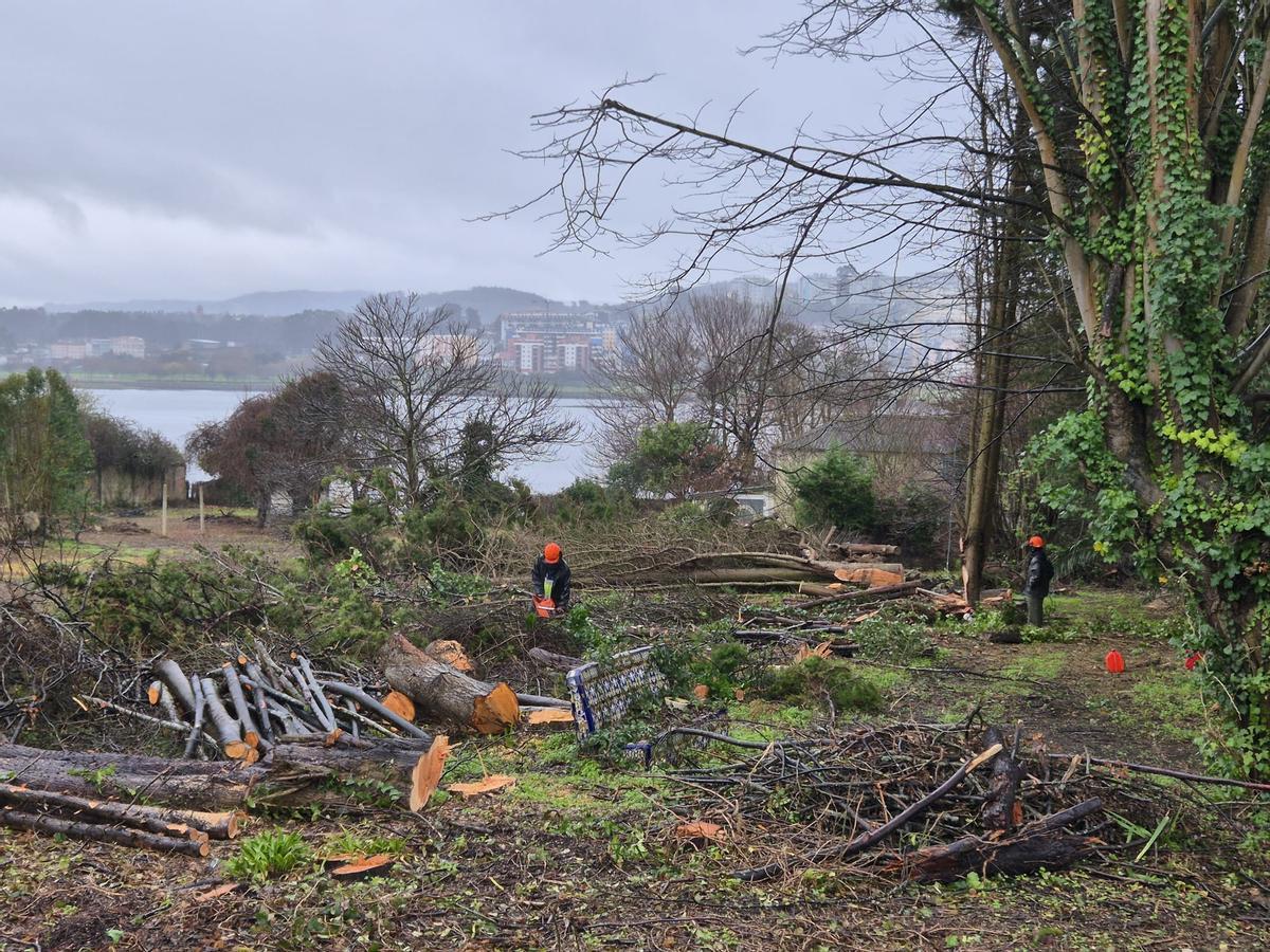 Operarios talando árboles en la finca que ocupará la urbanización de A Xunqueira, en Perillo (Oleiros).