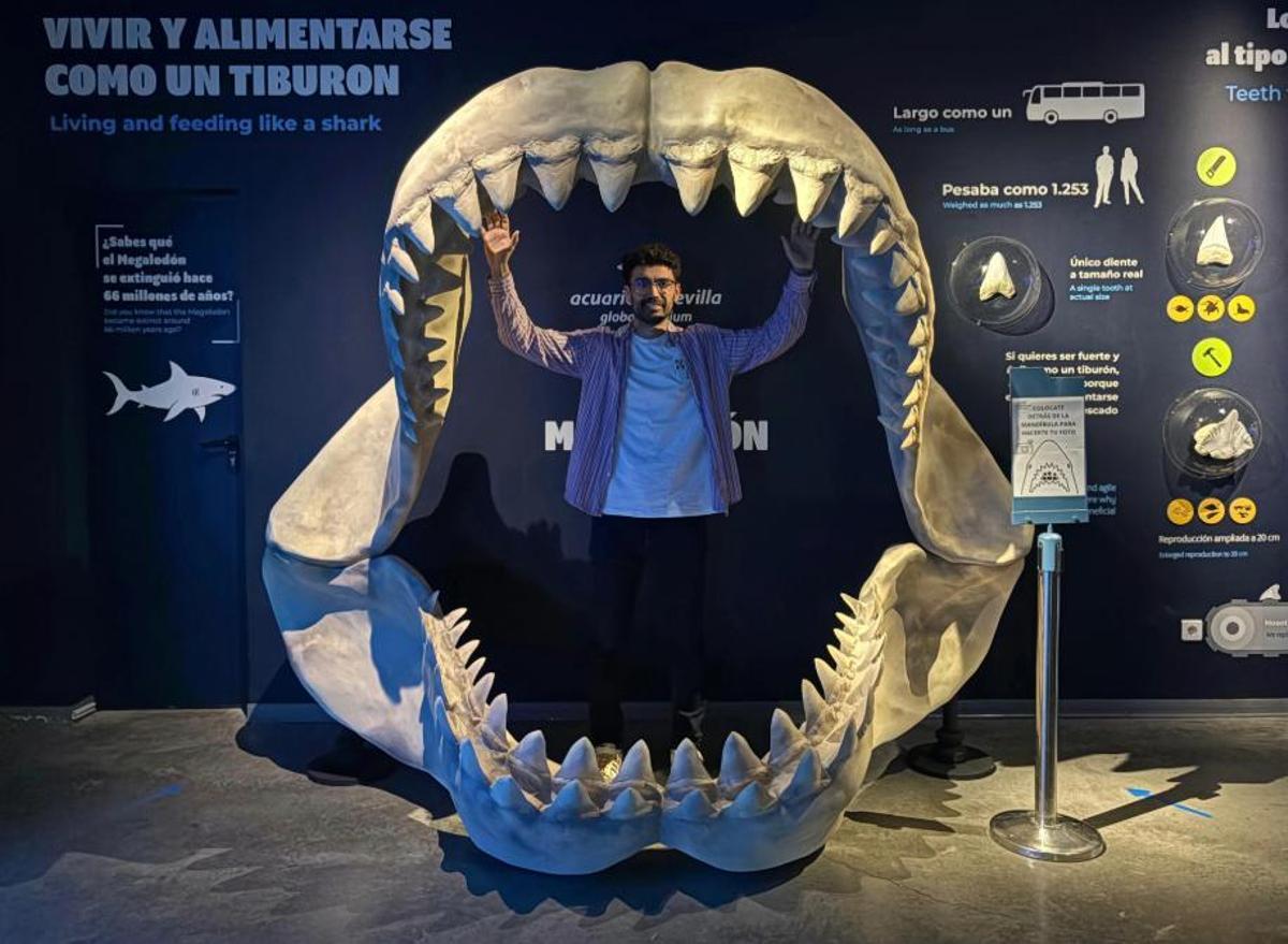 Reproducción de la mandíbula de un megalodón de casi tres metros en el oceanario del Acuario de Sevilla.