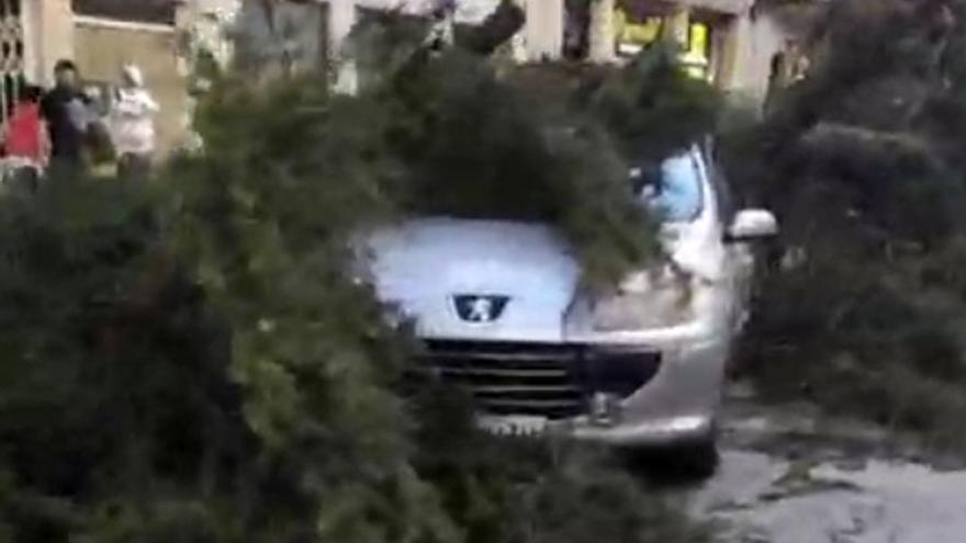 Un árbol cae sobre un coche en el Pla de Burriana