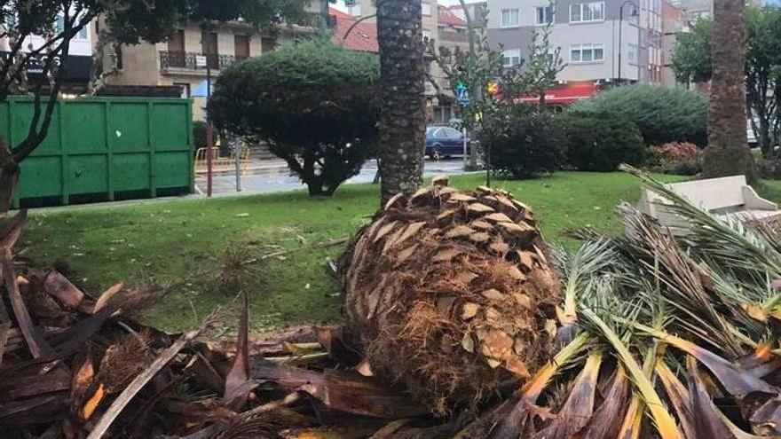 Cabezas de las palmeras cortadas en la Alameda Nueva. // Gonzalo Núñez