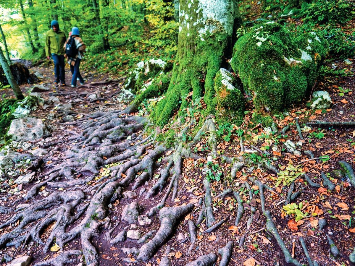 Parque Nacional Biogradska Gora.