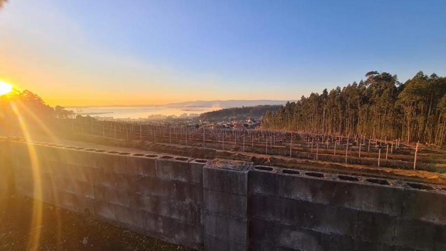 Uno de los viñedos de albariño de nueva creación, en Vilagarcía.   | //  M. MÉNDEZ