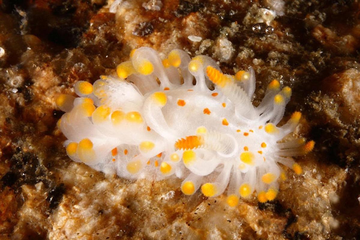 Nuevas especies para la ciencia en las rías