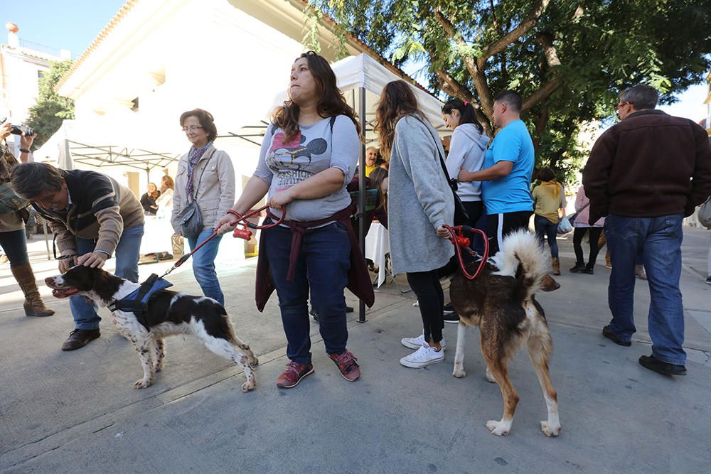 Es Mercat Vell acoge una jornada de adopción responsable promovida por el Centro de Protección Animal de sa Coma.