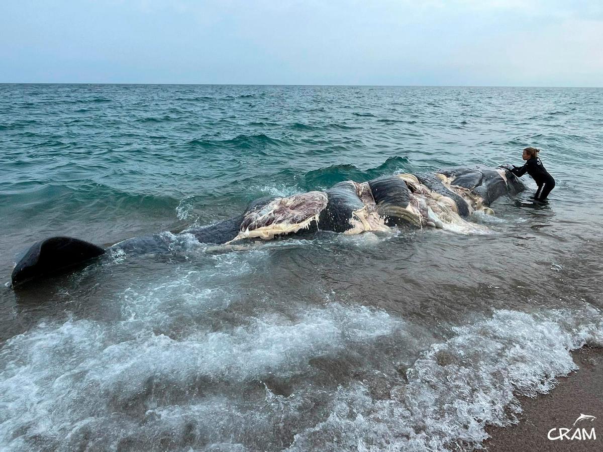 Rescats de fauna marina a la Costa Brava durant l'any passat