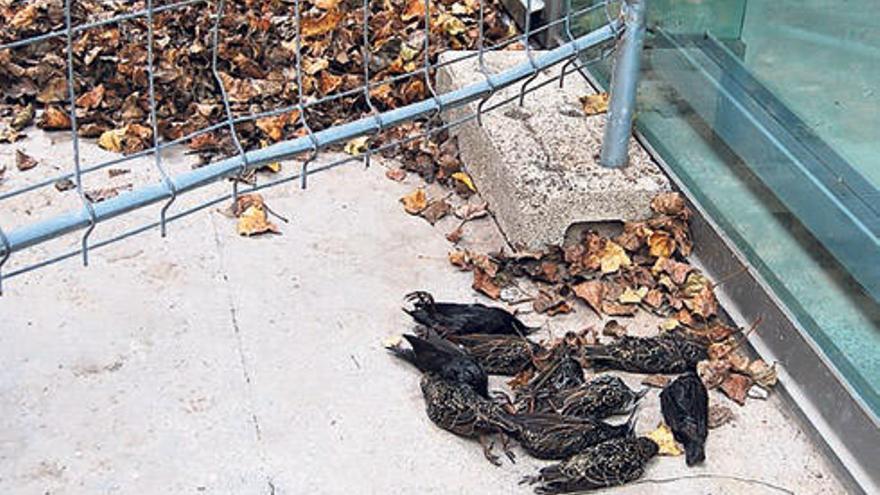 Decenas de aves mueren cada día al chocar contra los edificios acristalados