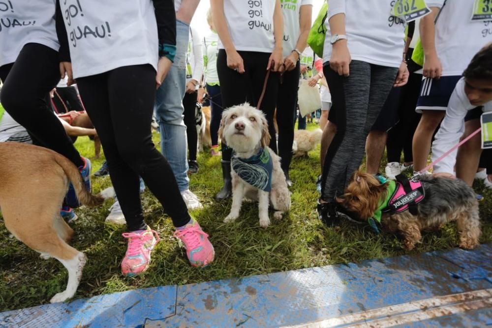 "Can We Run" reúne a más de 400 perros y corredores en el Parque Fluvial de Viesques, en Gijón.