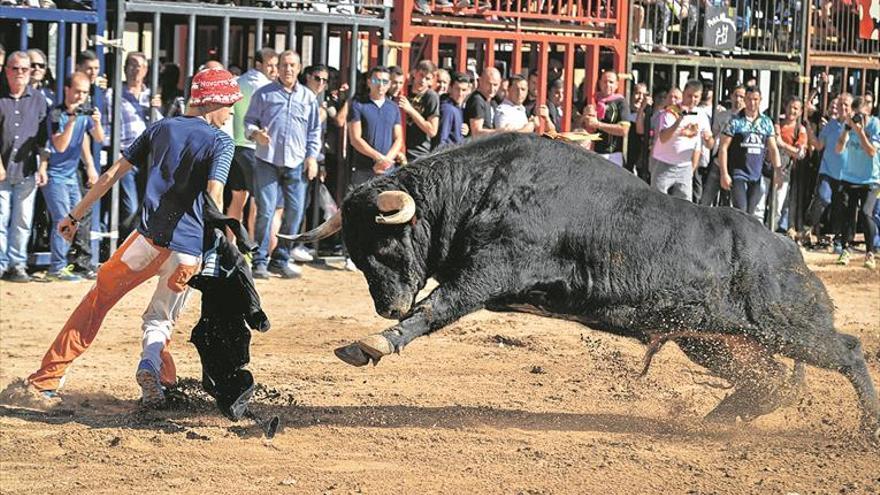 El Consell rechaza las alegaciones animalistas al decreto de los ‘bous’