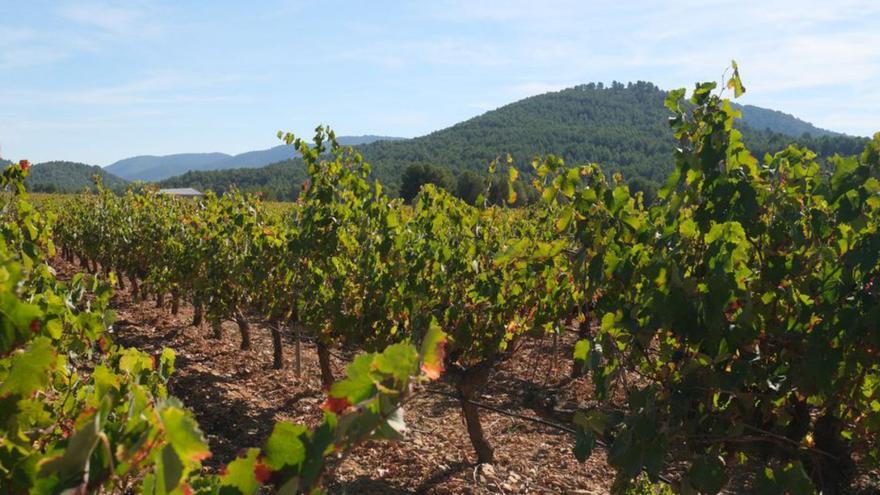 Fecoam reclama una aplicación uniforme en toda la UE de la nueva normativa de etiquetado de vino