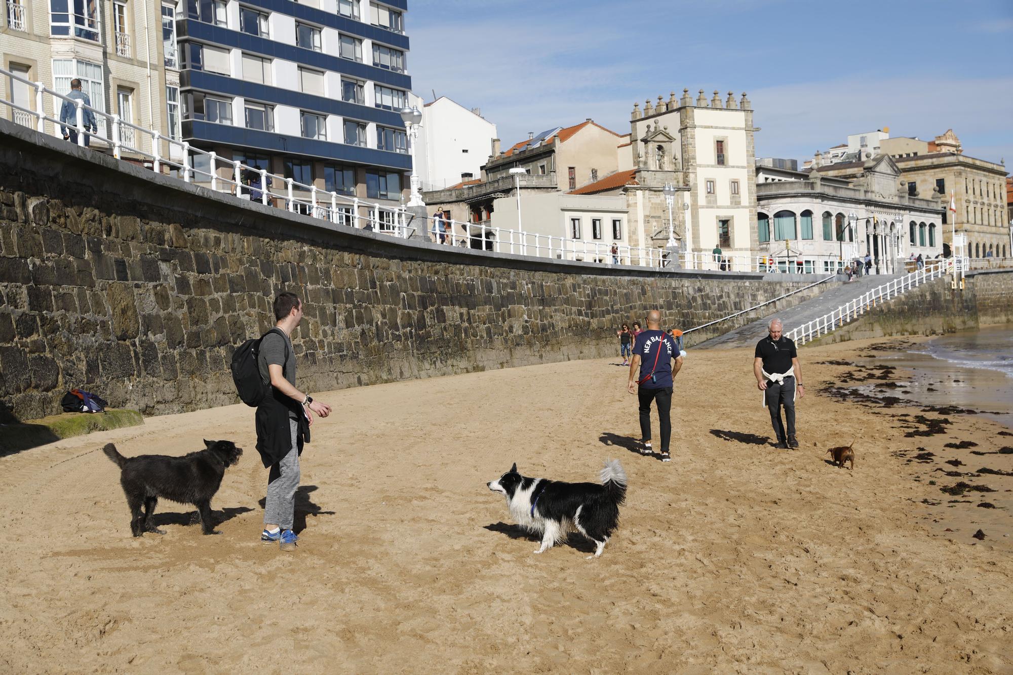 Los perros vuelven a las playas gijonesas