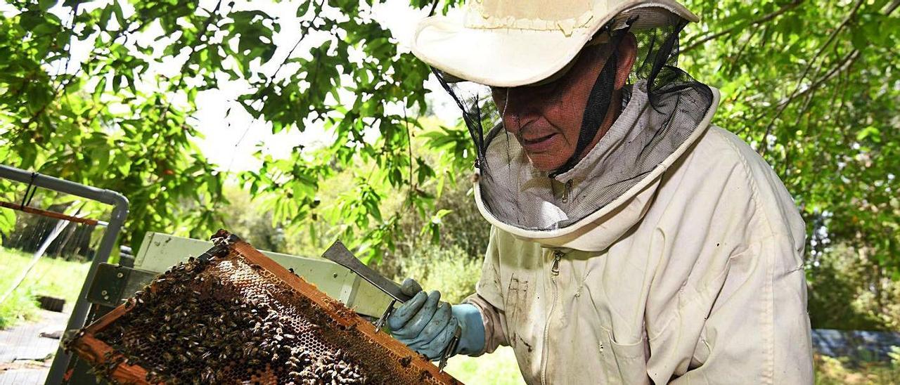 Emilio Ramírez con un panal de su propiedad en Salcedo.