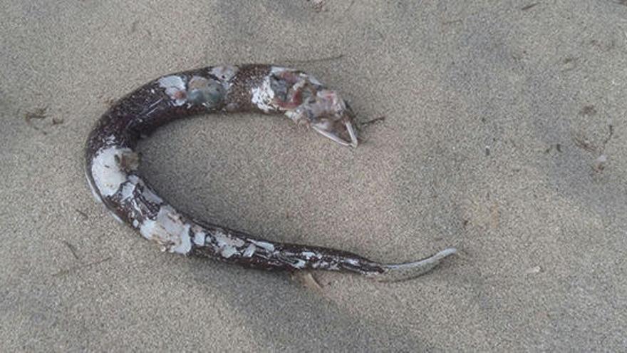 Un ejemplar en descomposición ayer en Formentera.