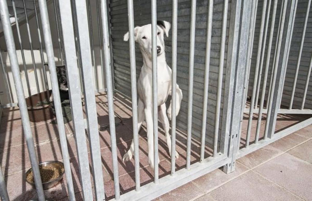 03/01/2019 ARUCAS. Albergue Insular de animales.  FOTO: J. PÉREZ CURBELO