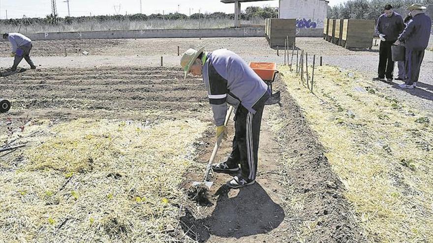 El primer huerto social de Castellón abre la puja por una de sus parcelas