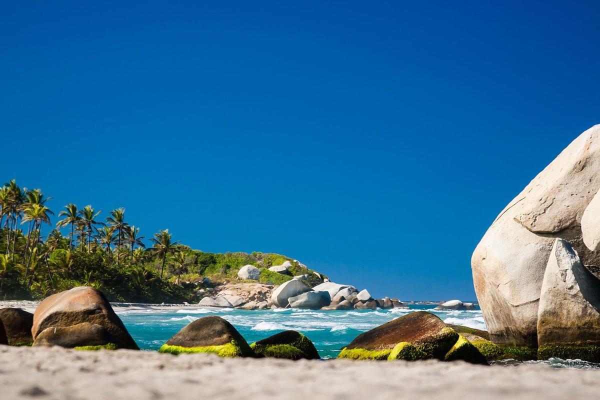 Palmeras en una playa de Tayrona