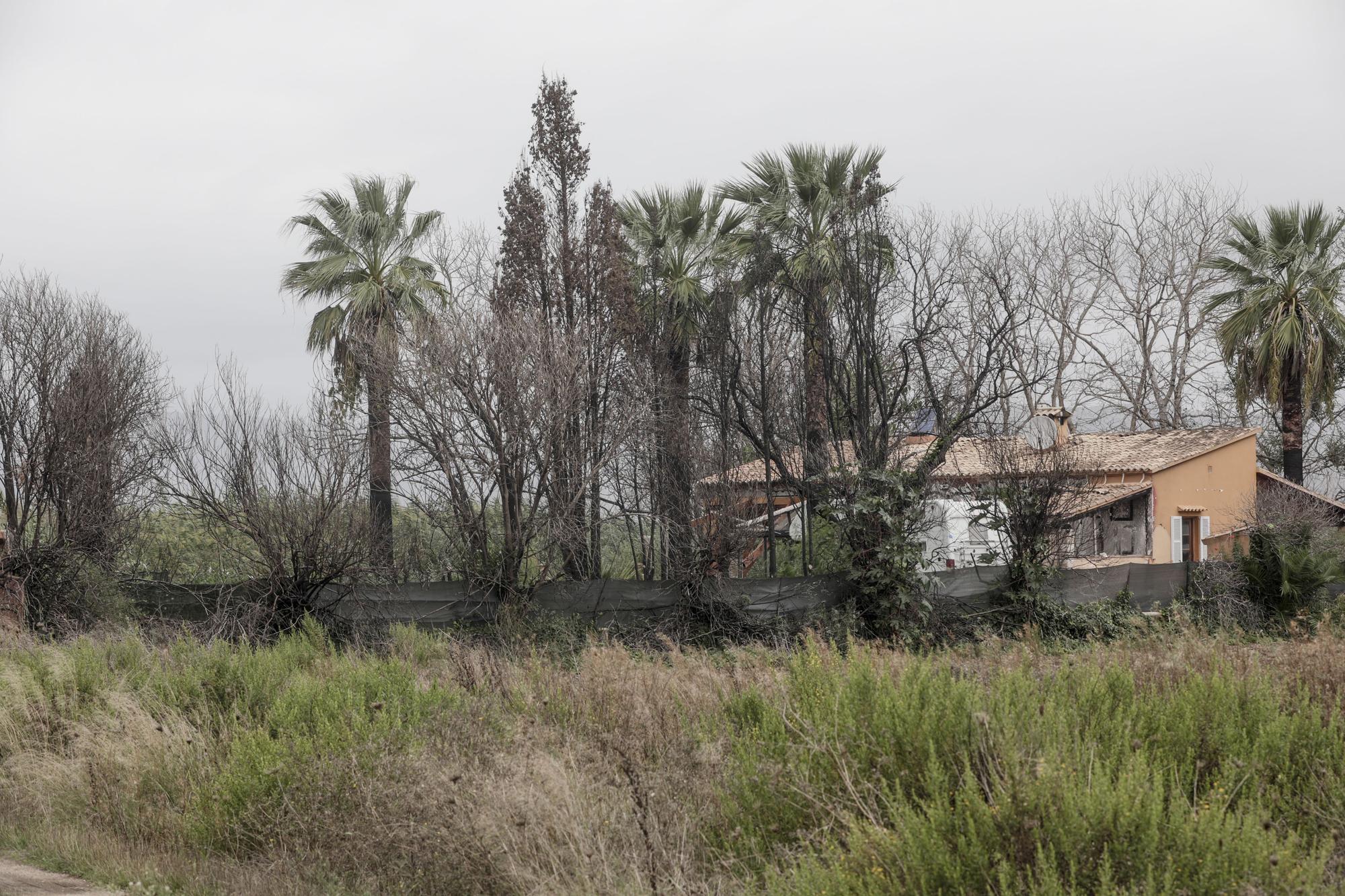 S'Albufera, un año después del incendio