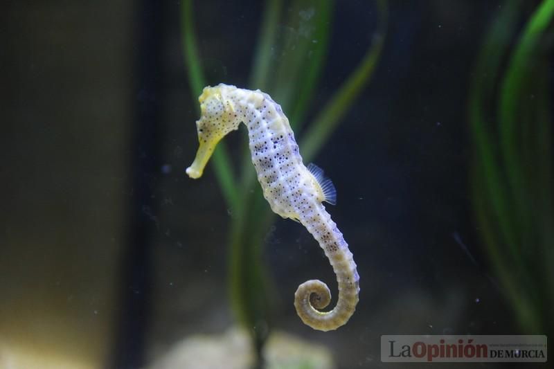 El acuario de la UMU albergará las especies emblemáticas del Mar Menor